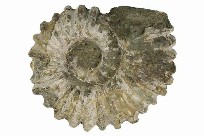 Bumpy Ammonite (Douvilleiceras) Fossil - Madagascar #247944